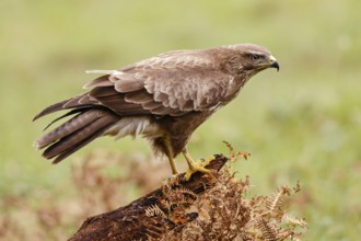 Common Buzzard (Buteo buteo), Asturias, Spain