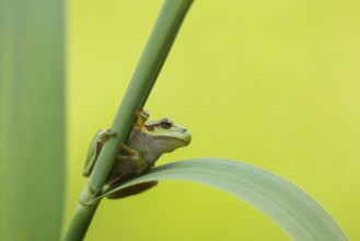 European Tree Frog (Hyla arborea) perchend on reed, North Rhine-Westphalia, Germany
