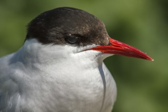 Arctic Tern (Sterna paradisaea), portrait, Farne Islands, United Kingdom