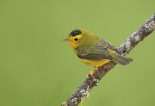 Wilson's Warbler (Cardellina pusilla) male, Saskatchewan, Canada