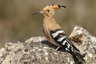 Eurasian Hoopoe (Upupa epops), perched, Castile-La Mancha, Spain