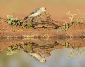Golden-fronted Woodpecker (Melanerpes aurifrons) male, Texas, USA