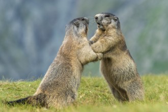 Alpine Marmot (Marmota marmota) two adult playing and fighting, High Tauern National Park,