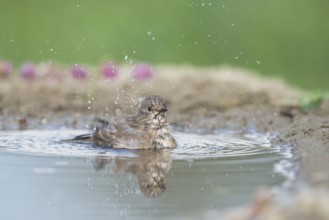 Spotted Flycatcher (Muscicapa striata) bathing, Aosta Valley, Italy