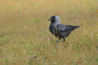Western Jackdaw (Coloeus monedula), Andalusia, Spain