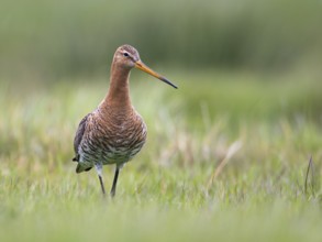 Black-tailed Godwit (Limosa limosa) foraging in marshland, North Holland, Netherlands