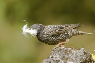 Common Starling (Sturnus vulgaris) carrying feather in beak, Bavaria, Germany
