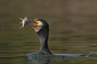 Great Cormorant (Phalacrocorax carbo) with Eurasian perch (Perca fluviatilis) prey in beak,