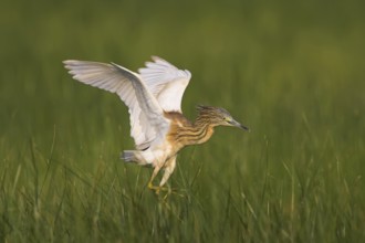 Squacco Heron (Ardeola ralloides) flying, Lesvos, Greece