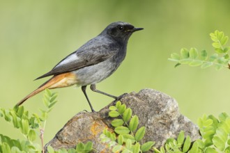 Black Redstart (Phoenicurus ochruros) male, St. Gallen, Switzerland