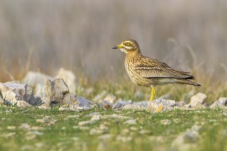 Eurasian Stone-curlew (Burhinus oedicnemus) in field, Dalmatia, Croatia