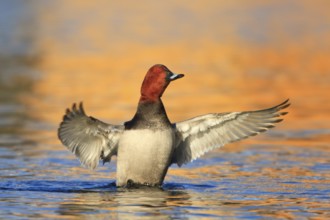 Common Pochard (Aythya ferina) male, Carinthia, Austria
