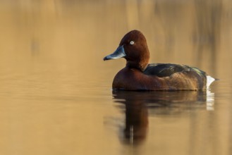 Ferruginous Duck (Aythya nyroca) male, Krk, Croatia