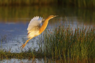 Squacco Heron (Ardeola ralloides) flying, Greece