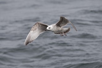 European Herring Gull (Larus argentatus) flying, Baltic Sea, Germany