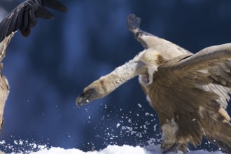 Griffon Vulture (Gyps fulvus), Aragon, Spain