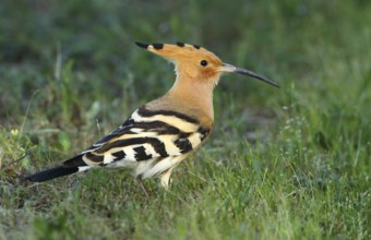 Eurasian Hoopoe (Upupa epops) on field, French Riviera, France
