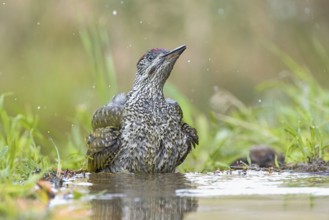 European Green Woodpecker (Picus viridis) juvenile bathing, Aosta Valley, Italy