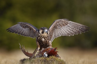 Peregrine falcon with caught kill Pheasant. Beautiful bird of prey feeding on killed big bird on