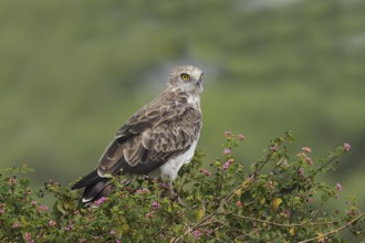 Short-toed Snake Eagle (Circaetus gallicus), India