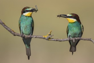 European Bee-eater (Merops apiaster) pair perched on a branch with an insect in its beak, Lesvos,