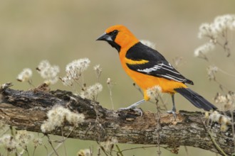 Altamira Oriole (Icterus gularis) male, Texas, USA