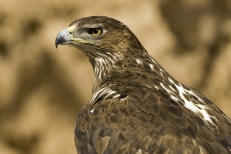 Bonelli's Eagle (Aquila fasciata) female, Castile-La Mancha, Spain
