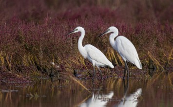 Little Egret (Egretta garzetta) foraging, Croatia