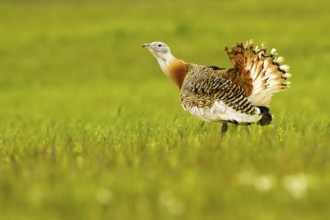 Great Bustard (Otis tarda) male, Castile-La Mancha, Spain