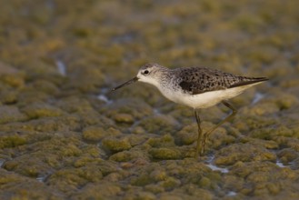 Marsh Sandpiper (Tringa stagnatilis), Oman