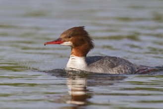 Common Merganser (Mergus merganser) female, Mecklenburg-Western Pomerania, Germany
