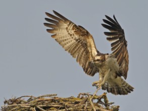 Western Osprey (Pandion haliaetus), Lower Saxony, Germany