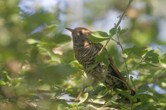 Asian Emerald Cuckoo (Chrysococcyx maculatus), Nonthaburi, Thailand