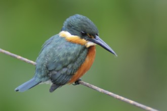 American Pygmy Kingfisher (Chloroceryle aenea), Pantanal, Brazil