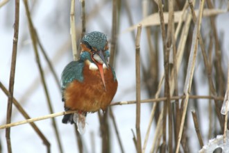 Common Kingfisher (Alcedo atthis) female perched in reedbed, regurgitating pellet,