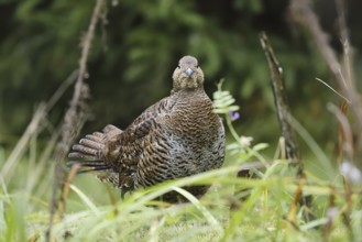 Black grouse (Lyrurus tetrix, Tetrao tetrix), female, Bavaria, Germany