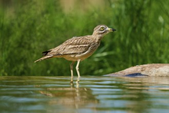 The bird stands in the water, a calm scenario in a green environment, Stone Curlew (Burhinus