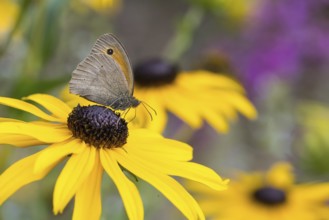 Meadow Brown (Maniola jurtina) sitting on a yellow flower, yellow coneflower (Echinacea paradoxa),