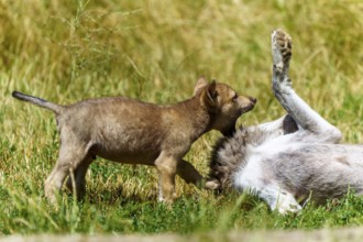 A wolf pup stands curiously over a lolling wolf in the meadow, Timberwolf, wolf, American wolf,