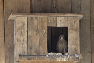 Kestrel (Falco tinnunculus) Young bird looks at the butterfly in wonder and curiosity, Admiral,