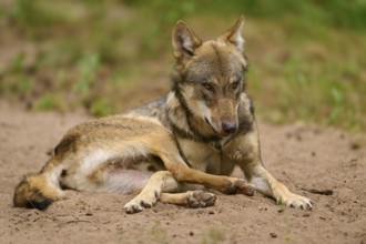 Wolf lying relaxed on sandy ground in natural environment, Wolf (Canis Lupus), Germany
