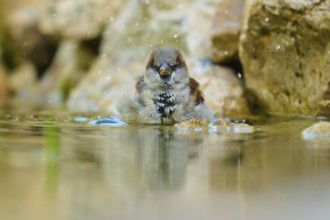 House sparrow (Passer domesticus), bathing in water, surrounded by splashing water, France