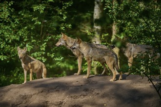 A pack of wolves stands on a hill in the forest, wolf (Canis lupus), summer, Germany