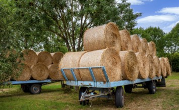Straw bales on a trailer, agriculture in Hesse, Germany