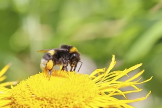 Earth bumblebee (Bombus terrestris), with pollen cup, collecting pollen on a yellow flower of a