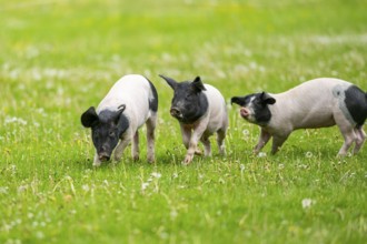 Swabian-Hall swine (Schwäbisch-Hällisches Landschwein) running over a meadow, Germany