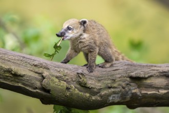 South American coati (Nasua nasua) youngster on an old tree trunk, captive, Zoo Augsburg