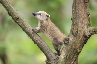 South American coati (Nasua nasua) youngster klimbing a little tree, captive, Zoo Augsburg