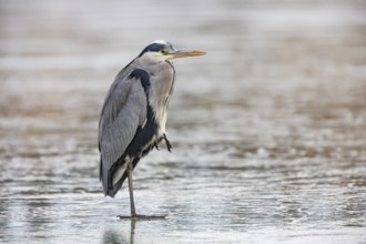 Grey heron (Ardea cinerea) Germany