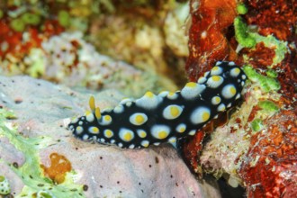 Warty sea slug (Phyllidia tula) shell-less sea slug crawls through a colourful coral reef, Pacific
